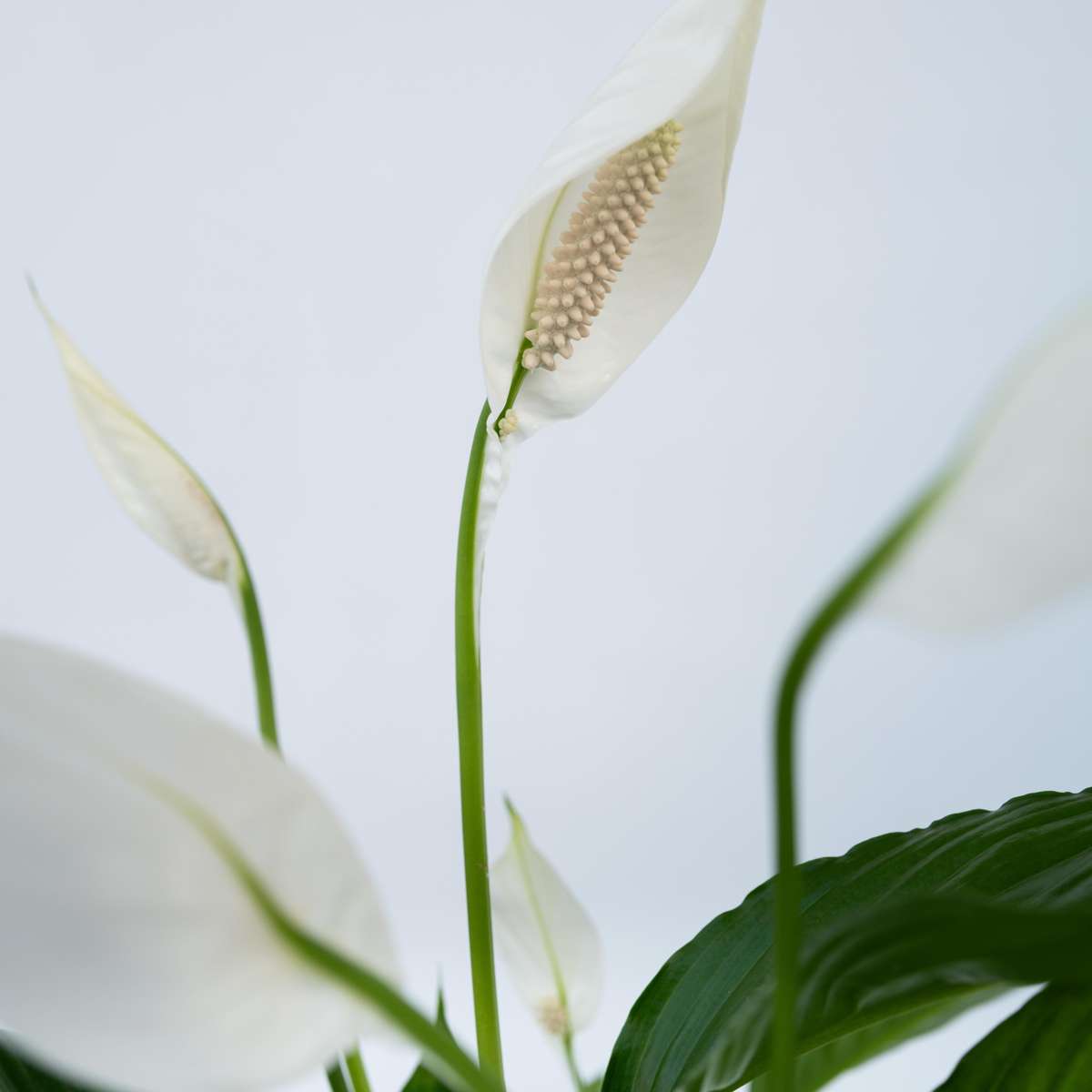 Peace lilly - Spathiphyllum 'Lima' - Height 60-75cm - ⌀17cm