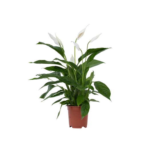 Peace lilly - Spathiphyllum 'Lima' - Height 60-75cm - ⌀17cm