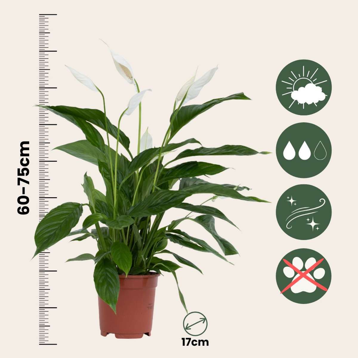 Peace lilly - Spathiphyllum 'Lima' - Height 60-75cm - ⌀17cm