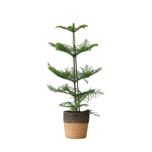 Norfolk Island Pine - Araucaria heterophylla - Height 50-60cm - ⌀17cm