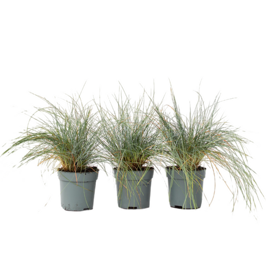 Blue fescue - 3 pcs. - Festuca glauca 'Elijah Blue' - Height 10-15cm - ⌀9cm