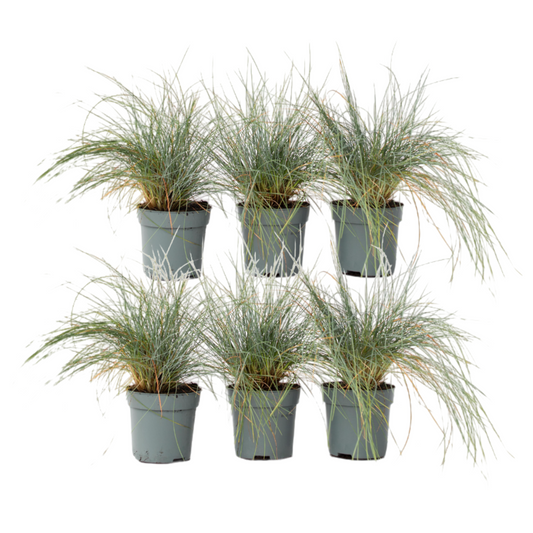 Blue fescue - 6 pcs. - Festuca glauca 'Elijah Blue' - Height 10-15cm - ⌀9cm