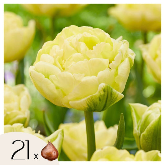 Tulip bulbs - 21 pcs. - Tulipa 'Avant Garde' - Flower Bulbs - Yellow
