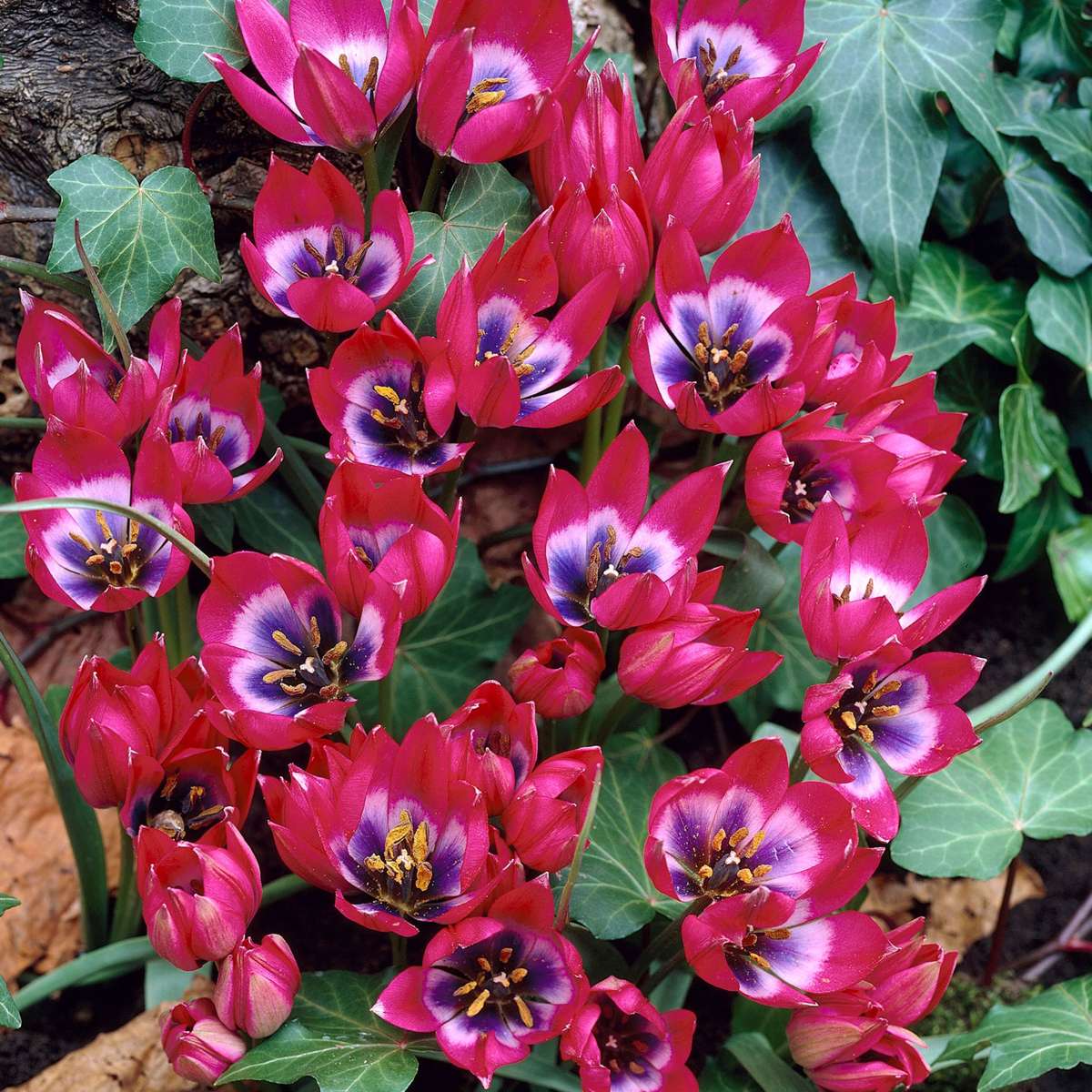 Tulip bulbs - 40 pcs. - Tulipa 'Little Beauty' - Flower Bulbs - Red