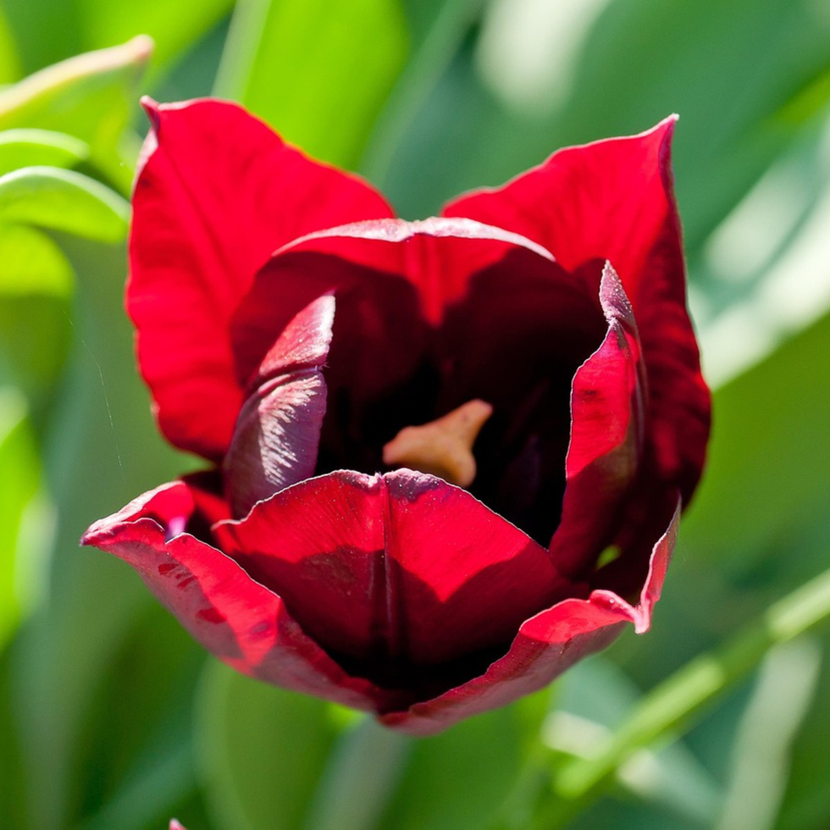 Tulip bulbs - 40 pcs. - Tulipa 'Little Beauty' - Flower Bulbs - Red