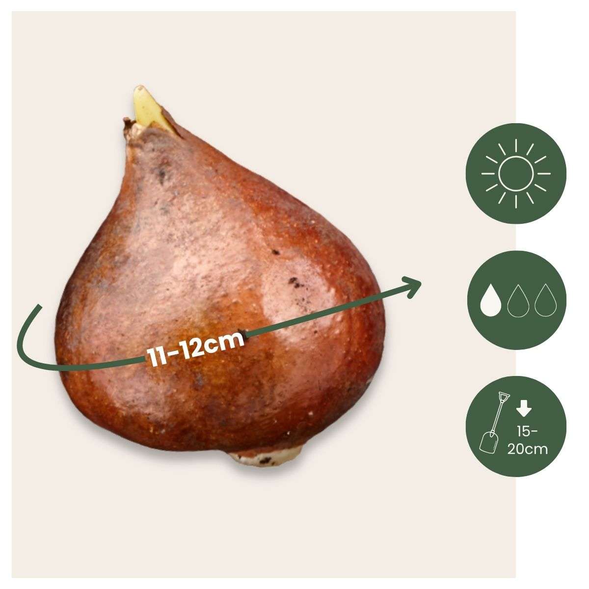 Tulip bulbs - 40 pcs. - Tulipa 'Little Beauty' - Flower Bulbs - Red