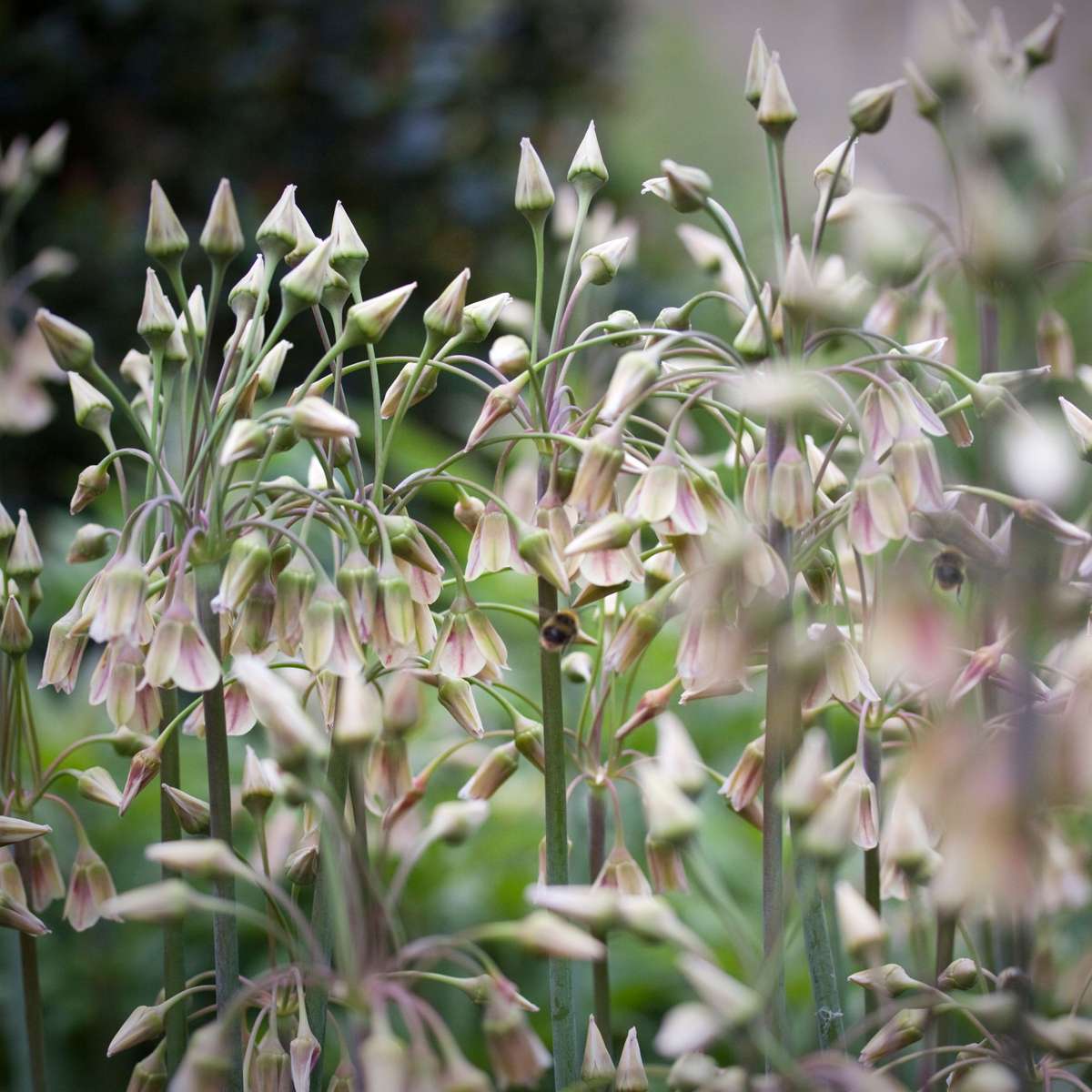 Ornamental onion - 30 pcs. - Allium 'Nectaroscordum' - Flower Bulbs - Pink