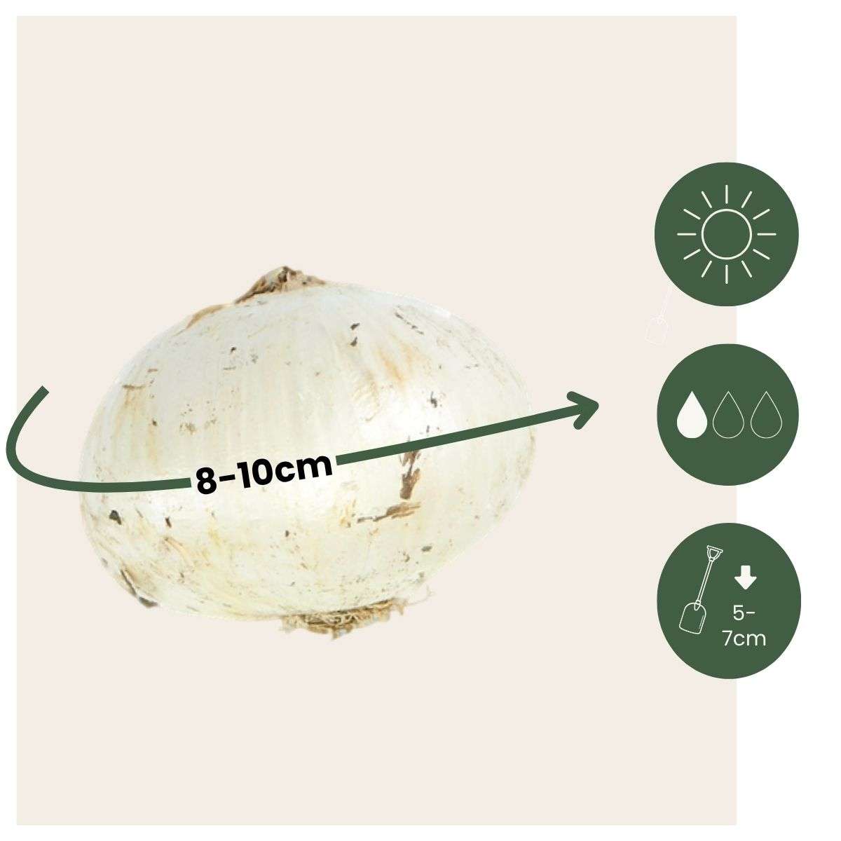 Ornamental onion - 30 pcs. - Allium 'Nectaroscordum' - Flower Bulbs - Pink