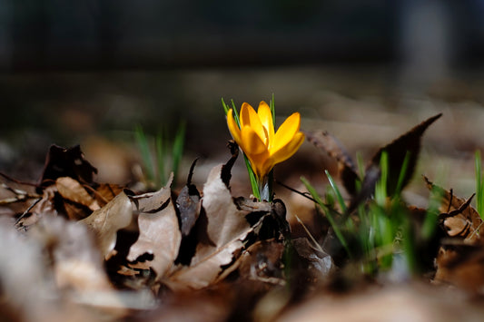 CROCUS Large Flowered Yellow 7/8cm - 10 Bulbs