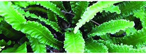 Asplenium scolopendrium angustatum - Marginal Pond Plants - BP011