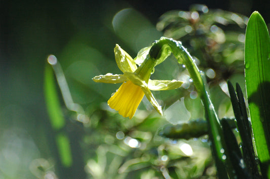 Min DAFFODIL Tete-a-Tete 10/12cm - 10 Bulbs