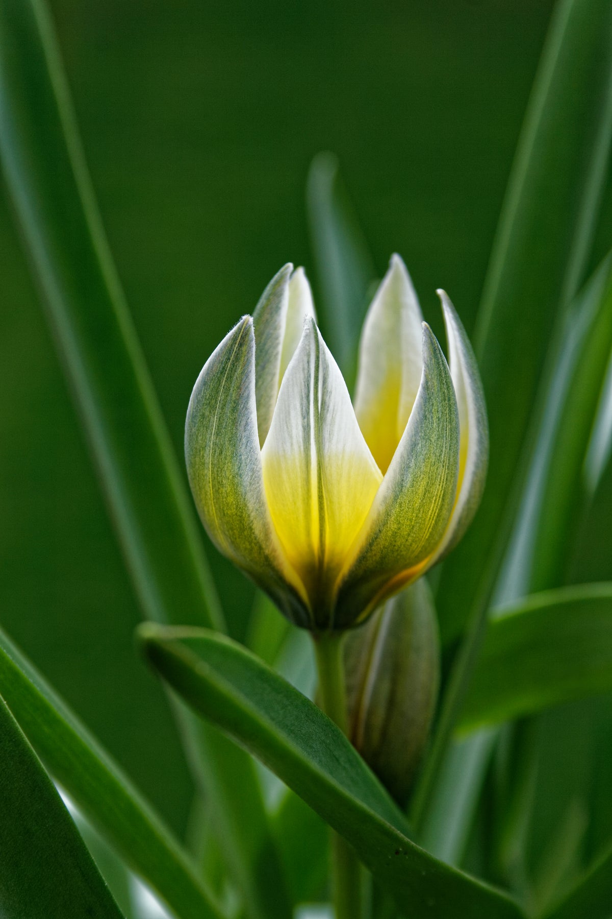 TULIP species Tarda 6/7cm - 10 Bulbs