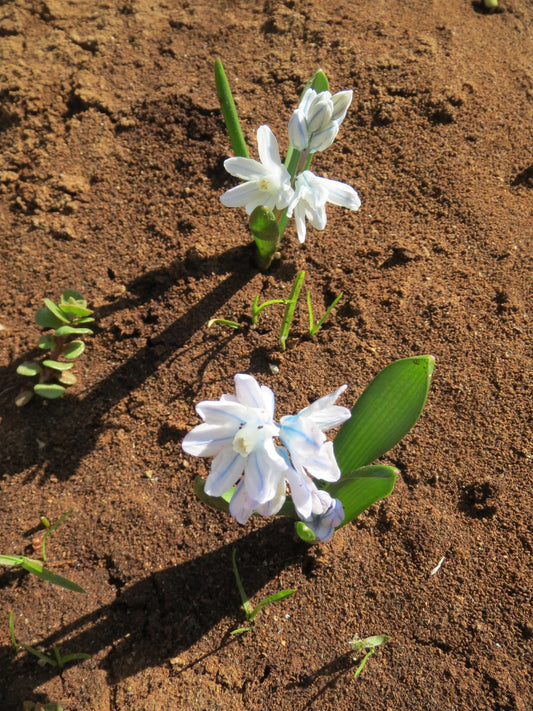 PUSCHKINIA libanotica 5/6cm - 10 Bulbs
