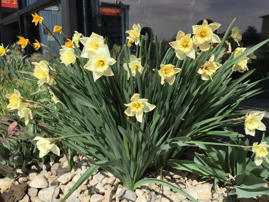 DAFFODIL Ice Follies 10/12cm by count - 10 Bulbs