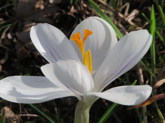 CROCUS Species mixed 5/7cm - 10 Bulbs