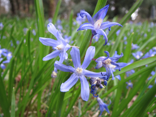 CHIONODOXA luciliae 5/6cm - 10 Bulbs