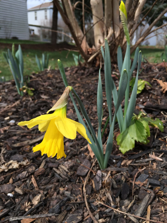 DAFFODIL King Alfred 10/12cm by count - 10 Bulbs