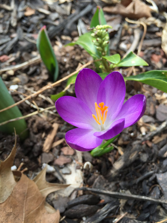 CROCUS Species tommasinianus Ruby Giant 5/7cm - 10 Bulbs