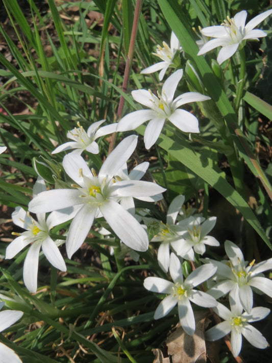 ORNITHOGALUM umbellatum 5/6cm - 10 Bulbs