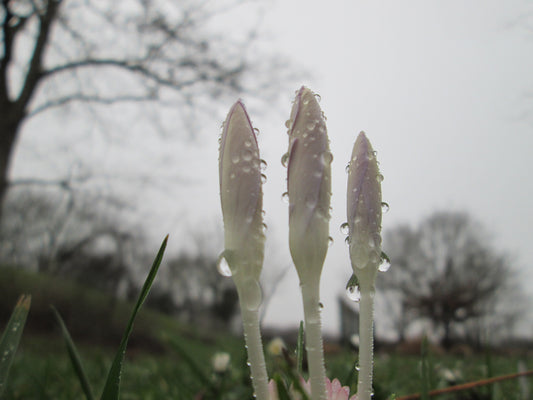 CROCUS Species tommasinianus 5/7cm - 10 Bulbs