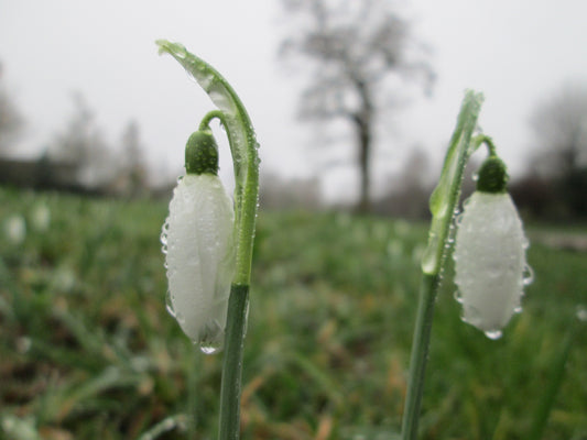 GALANTHUS nivalis (Snowdrop) 4/5cm - 10 Bulbs