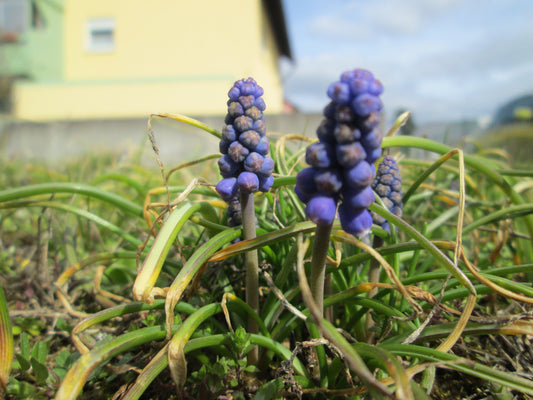 MUSCARI armeniacum 7/8cm - 10 Bulbs