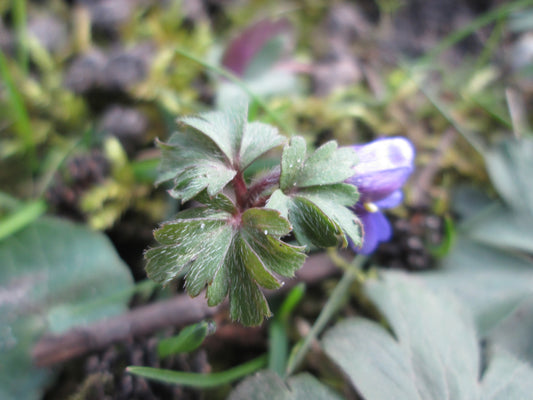 ANEMONE blanda mixed 5/6cm - 10 Bulbs