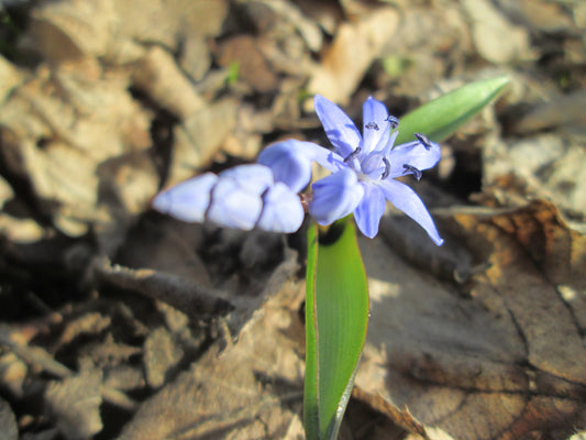 SCILLA bifolia blue 5/6cm - 10 Bulbs