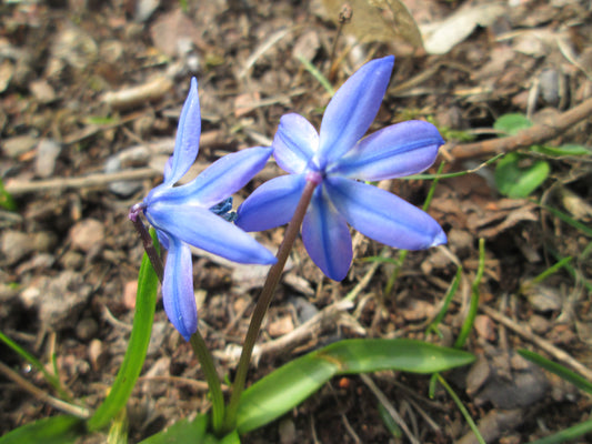 SCILLA siberica 6/7cm - 10 Bulbs