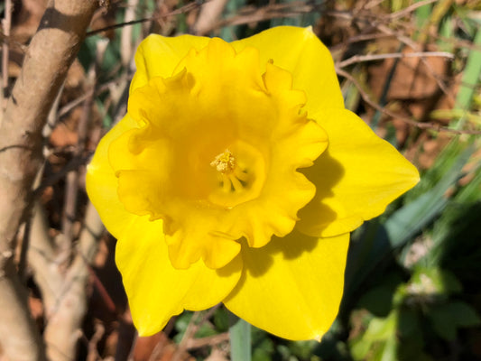 DAFFODIL Dutch Master 12/14cm by count - 10 Bulbs