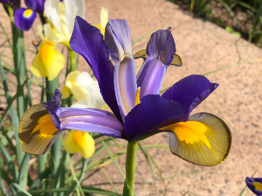 IRIS hollandica Mixed 7/8cm - 10 Bulbs