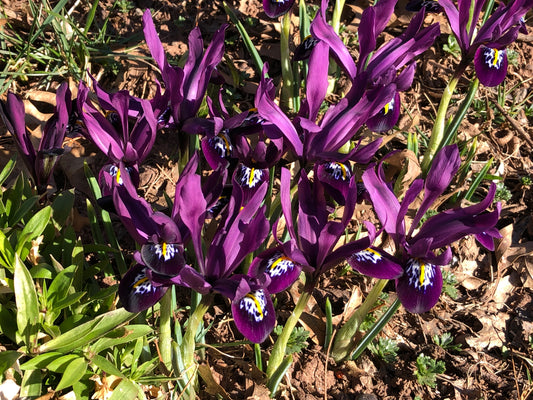 IRIS reticulata 5/6cm - 10 Bulbs
