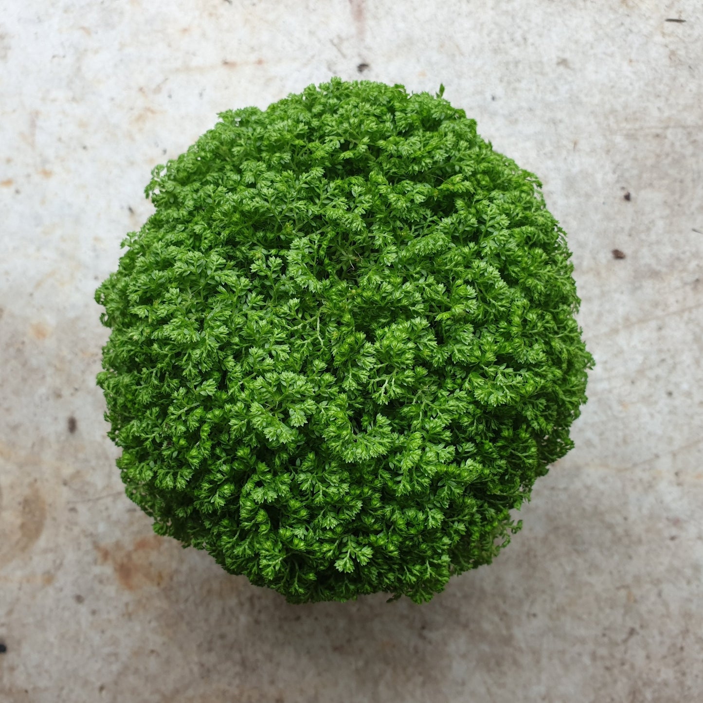 Selaginella apoda (Meadow spikemoss)