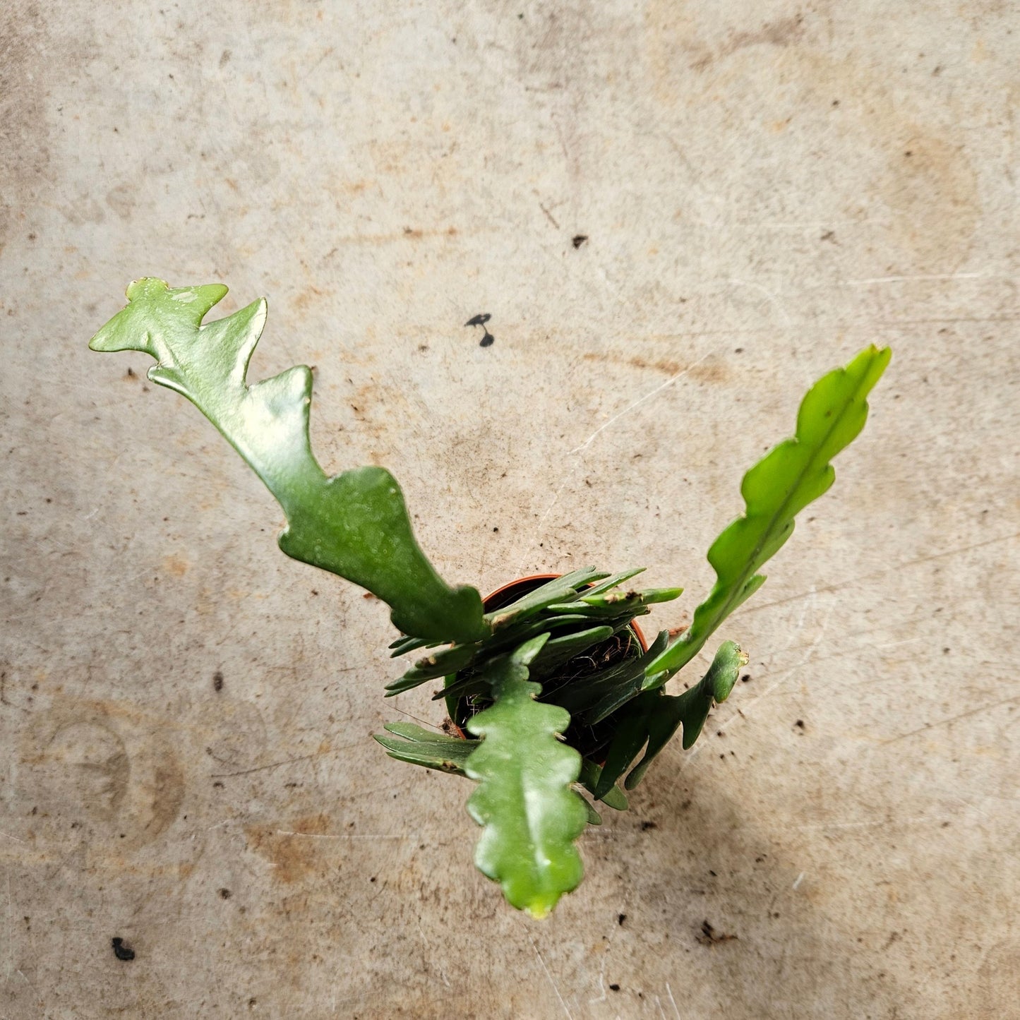 Disocactus anguliger syn. Epiphyllum anguliger (Fishbone Cactus)- Multiple sizes