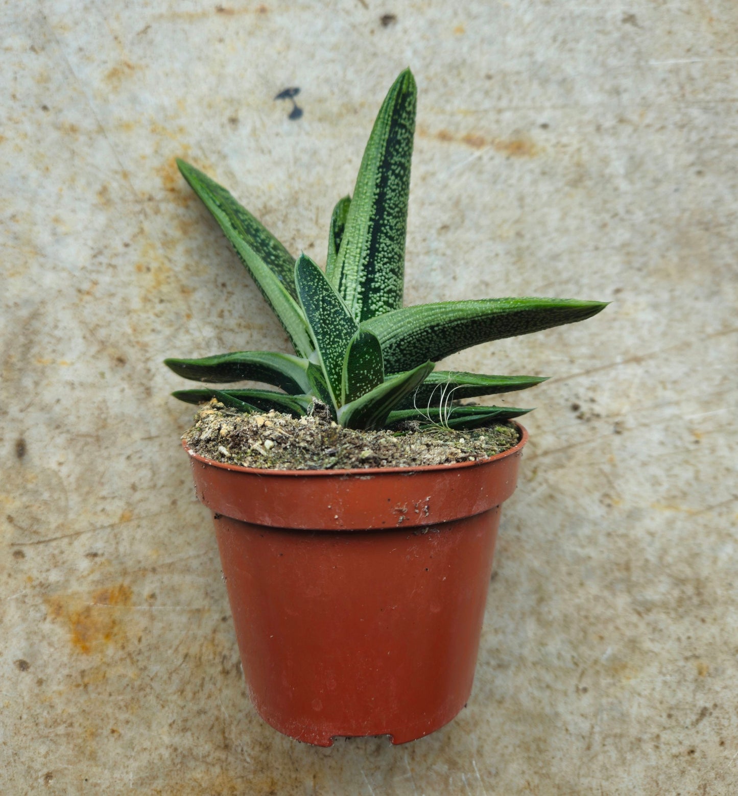Gasteria 'Little Warty' (Ox tongue)