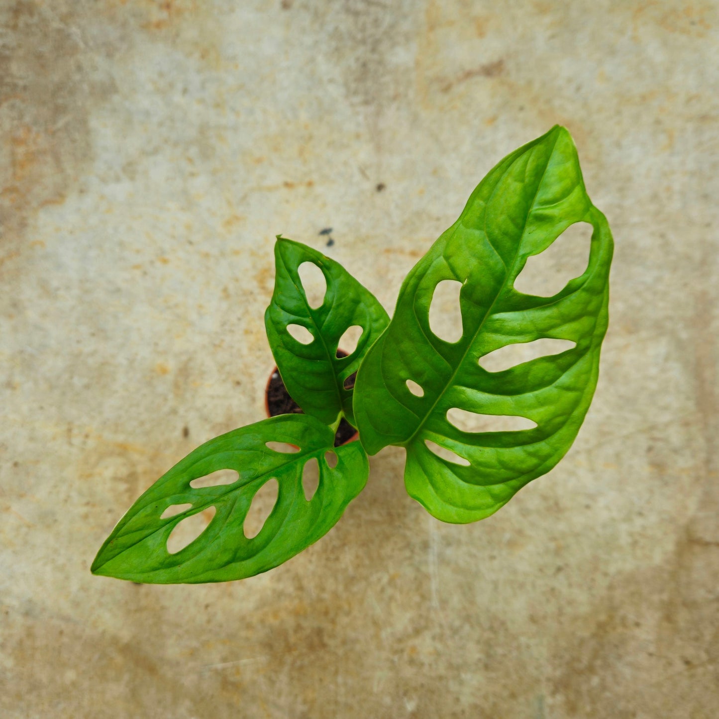 Monstera adansonii 'Monkey mask' (Cheeseplant) Various sizes available