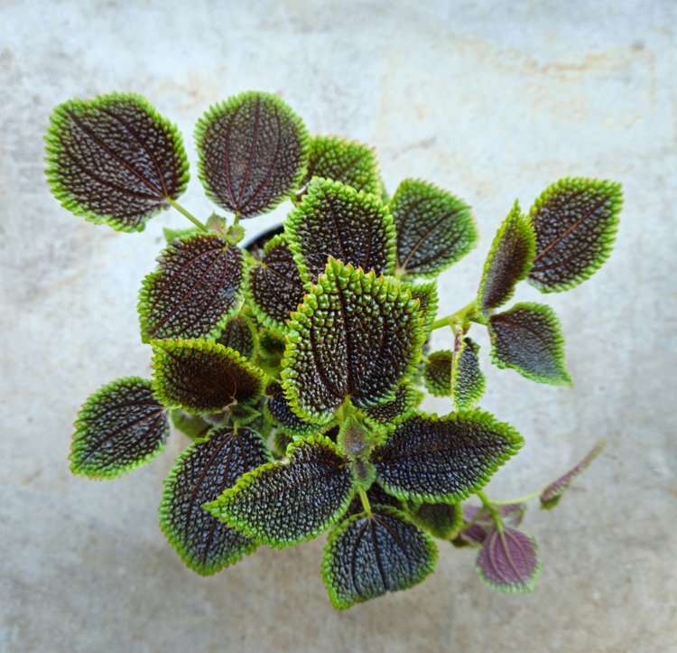 Pilea involucrata 'Moon Valley' (Moon valley pilea)