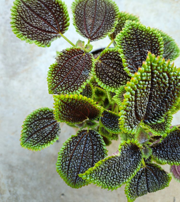 Pilea involucrata 'Moon Valley' (Moon valley pilea)