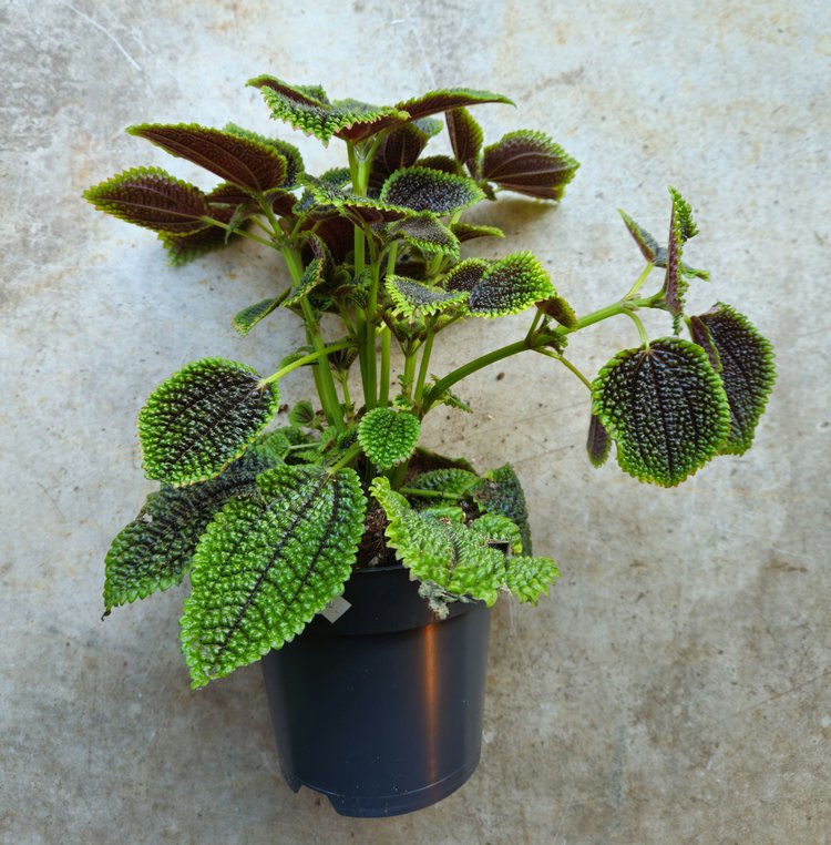 Pilea involucrata 'Moon Valley' (Moon valley pilea)