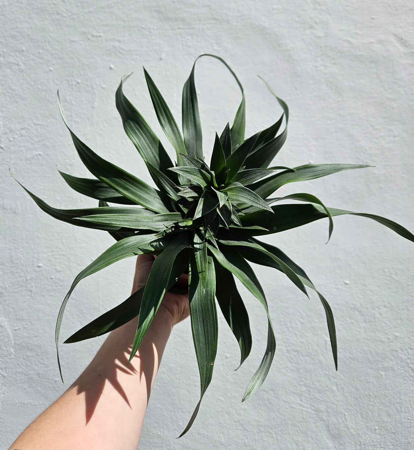 Ananas 'Mi Amigo' (Pineapple plant)