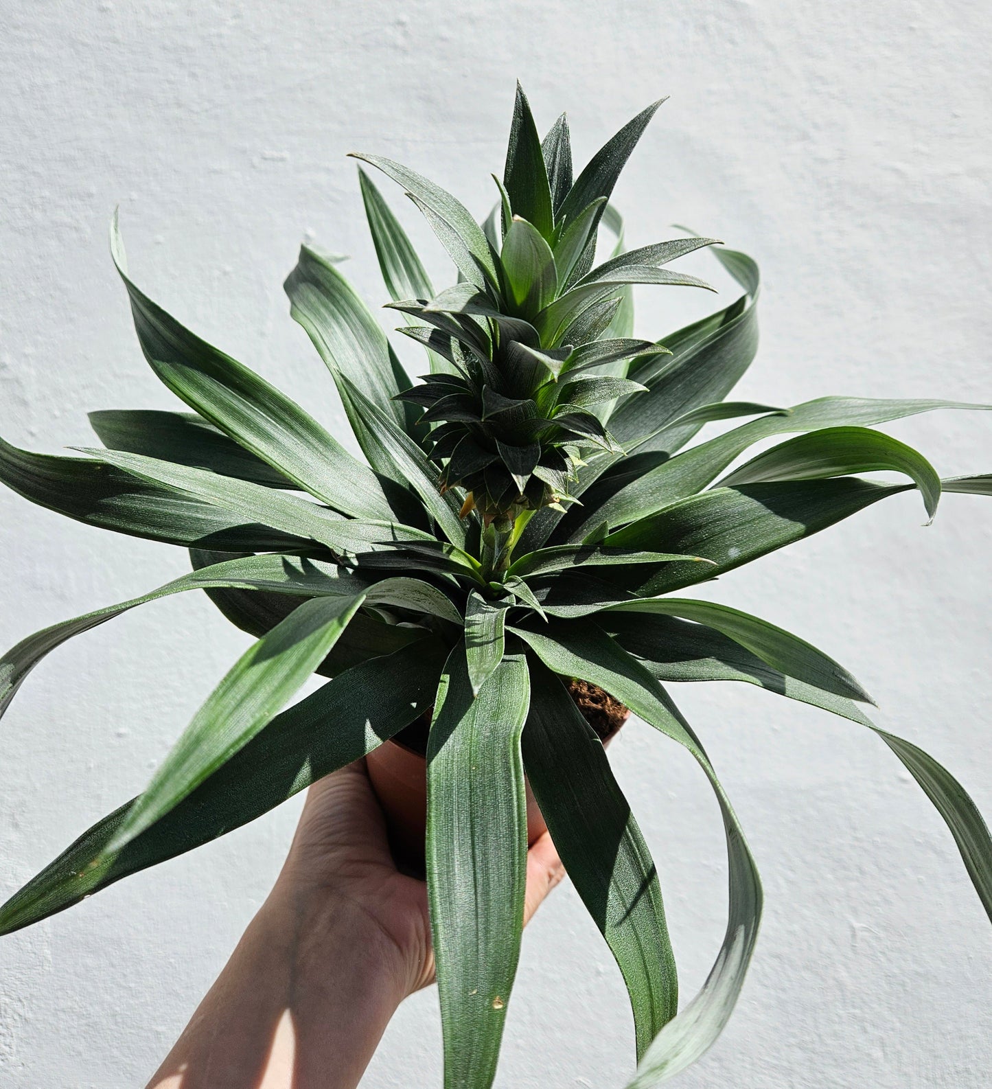 Ananas 'Mi Amigo' (Pineapple plant)