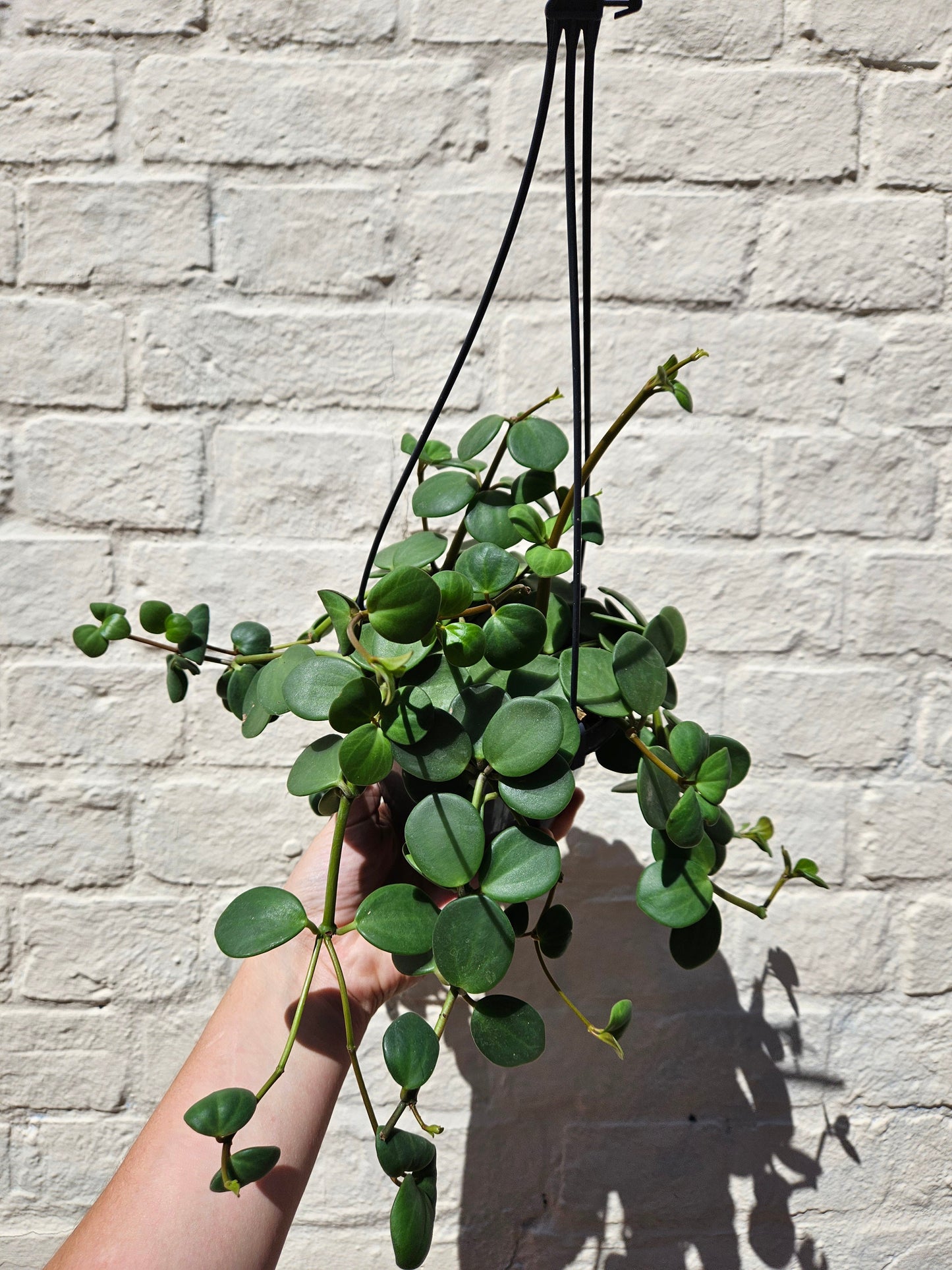 Peperomia tetraphylla 'Hope' (Peperomia Hope)
