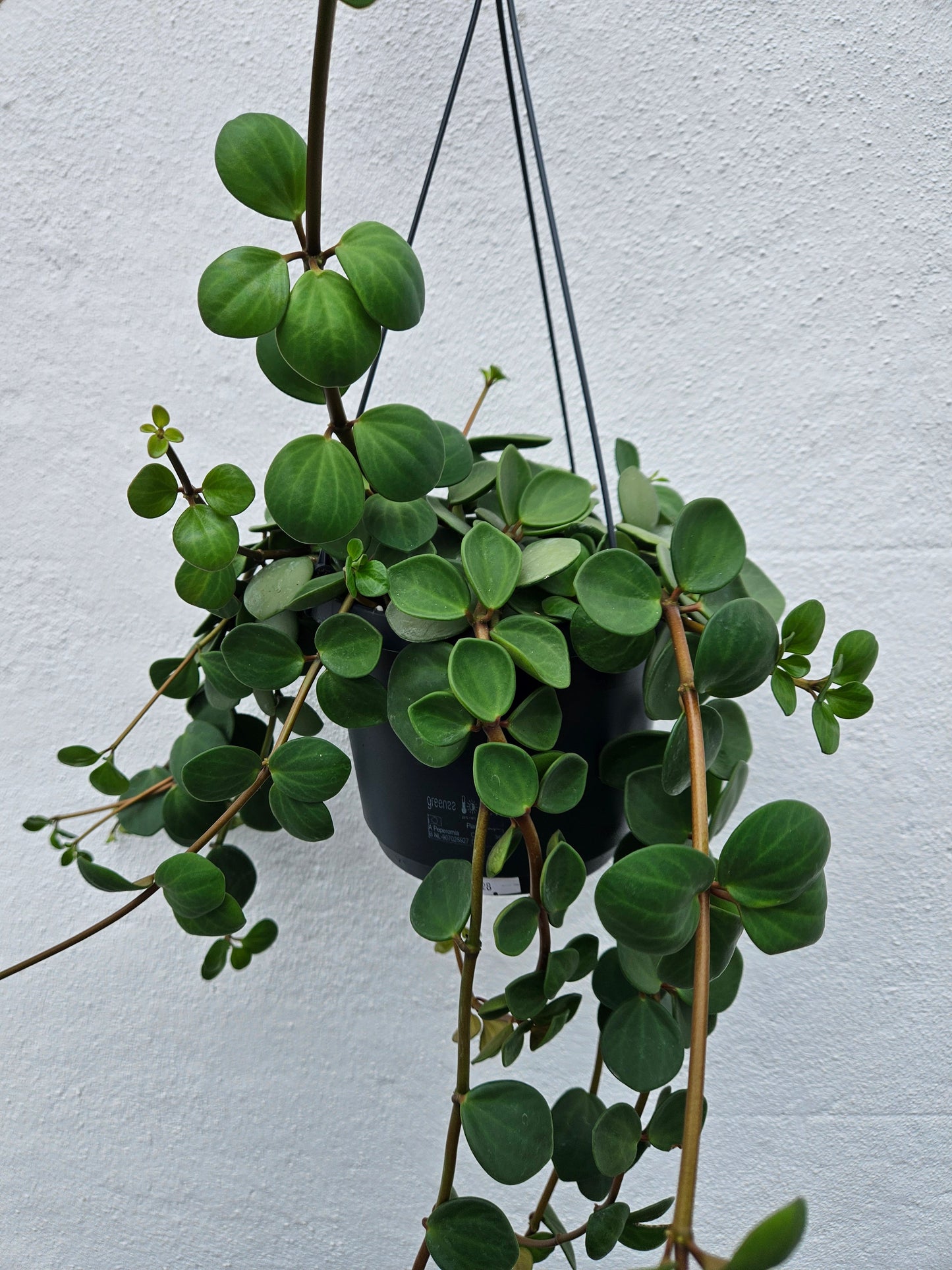Peperomia tetraphylla 'Hope' (Peperomia Hope)