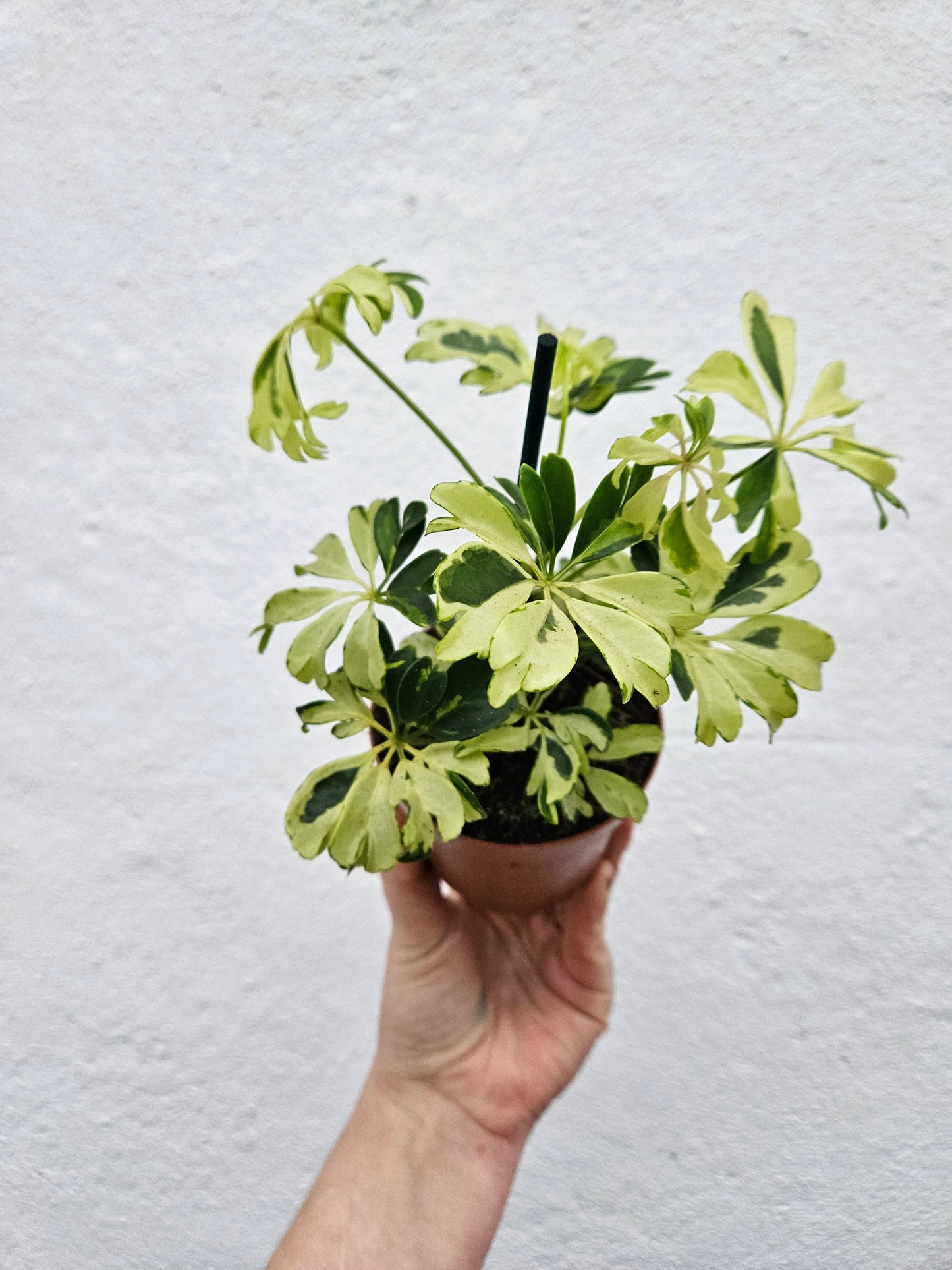 Schefflera arboricola 'Janine' (Umbrella plant)