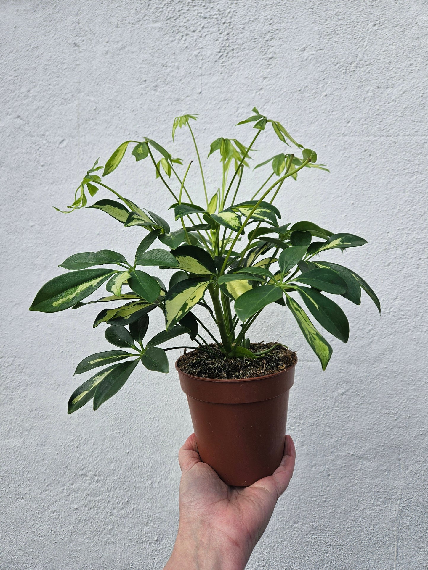 Schefflera arboricola 'Gerda' (Umbrella plant)
