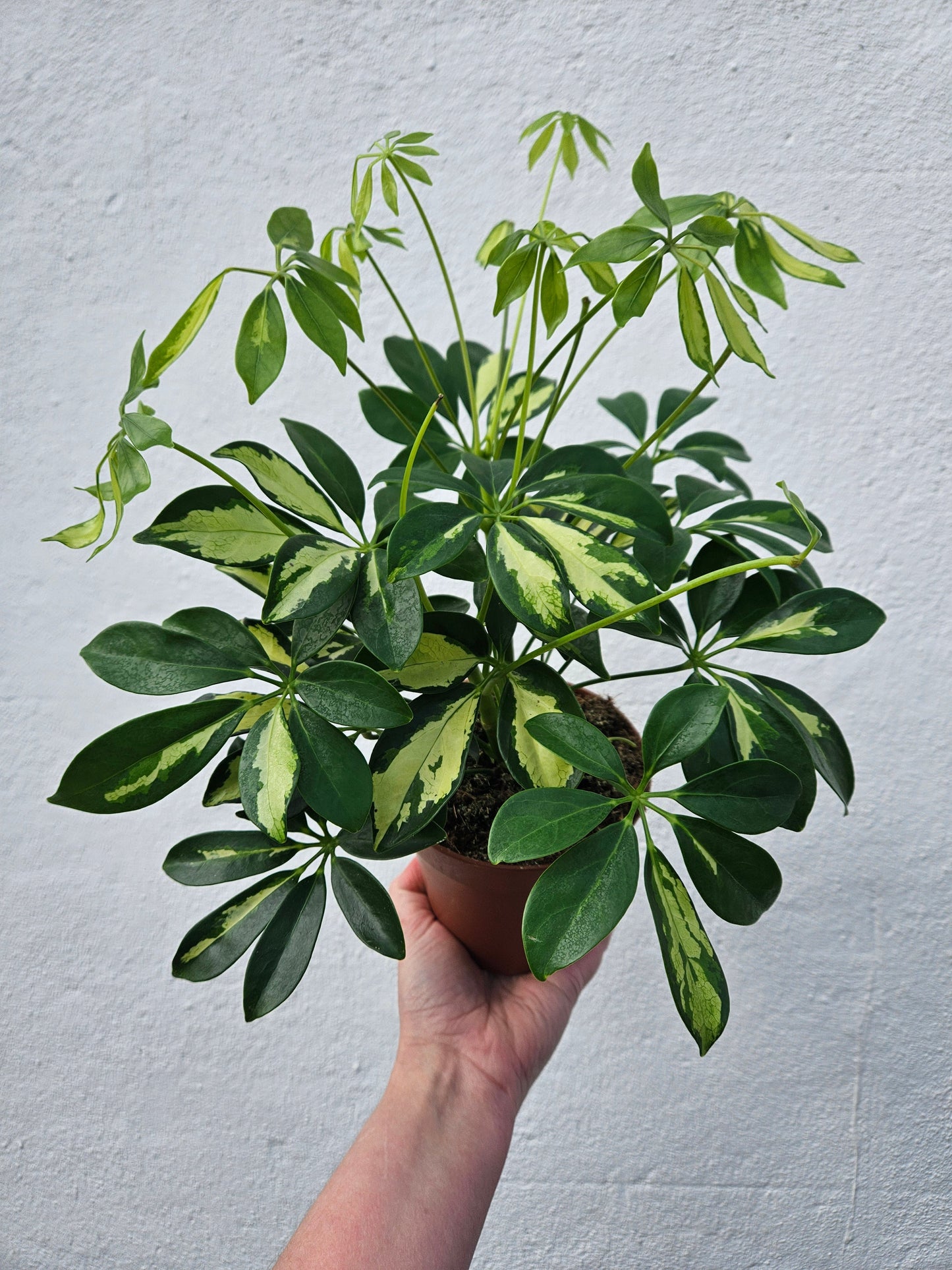 Schefflera arboricola 'Gerda' (Umbrella plant)