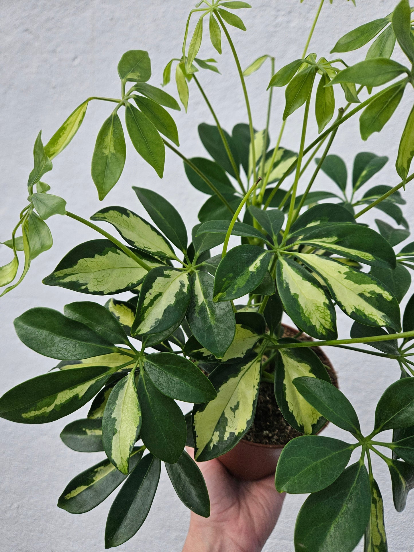 Schefflera arboricola 'Gerda' (Umbrella plant)