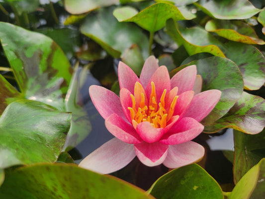 Doll House water lily - pond plants - DW02