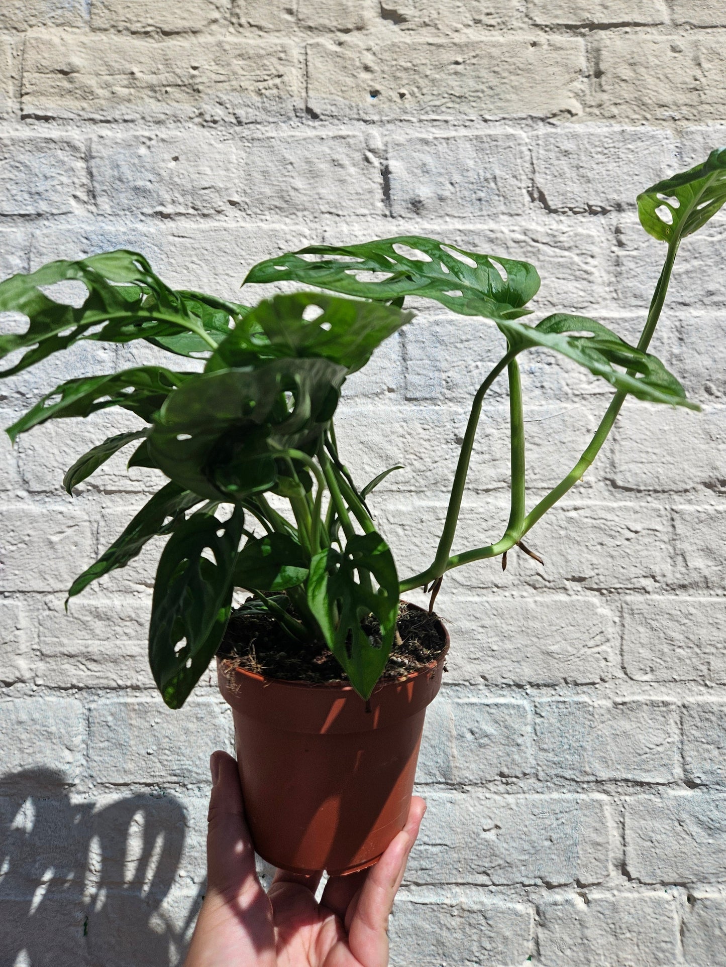 Monstera adansonii 'Monkey mask' (Cheeseplant) Various sizes available