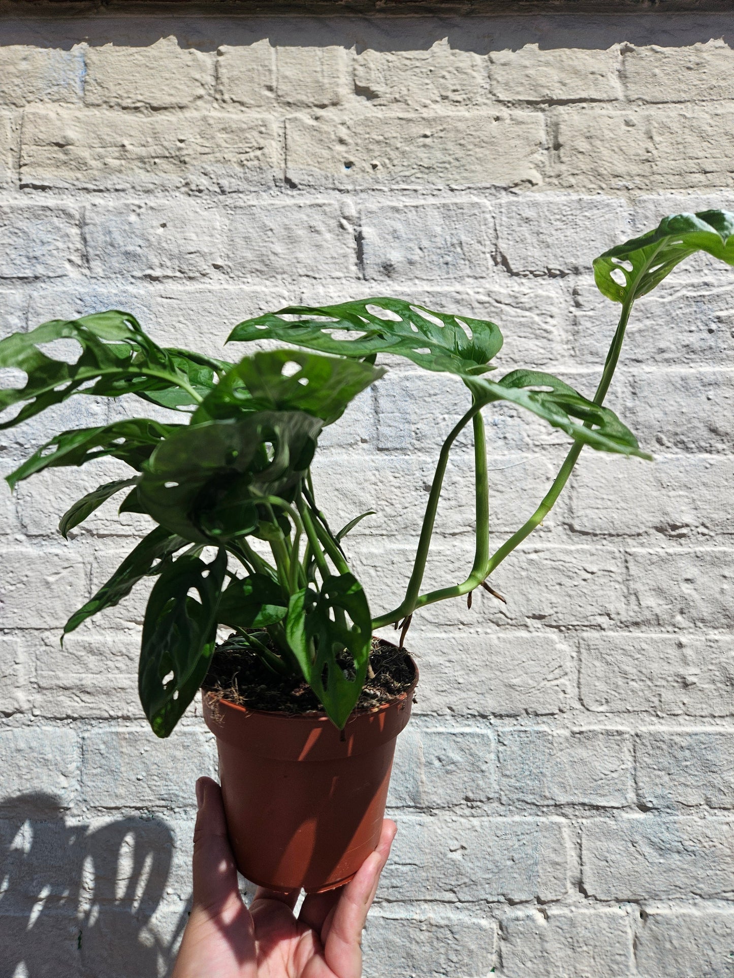 Monstera adansonii 'Monkey mask' (Cheeseplant) Various sizes available